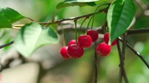 Close up juice cherry berry on the tree summer garden. antioxidant fruits. Fresh Stock Footage 276384784