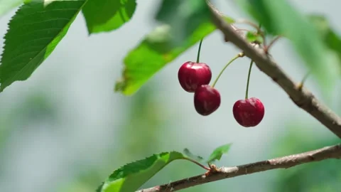 Close up juice cherry berry on the tree summer garden. antioxidant fruits. Fresh Stock Footage 276384796