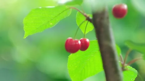 Close up juice cherry berry on the tree summer garden. antioxidant fruits. Fresh Stock Footage 276384836