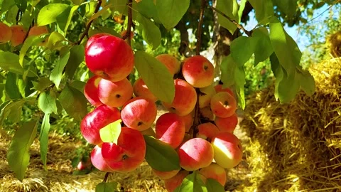 Close-up of juicy ap ples on a tree Stock Footage 160293274