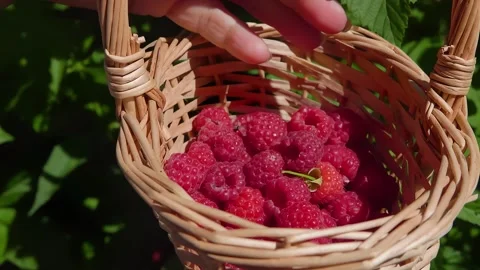 Close-up of juicy appetizing raspberries falling into the wicker basket outdoors Stock Footage 288527452