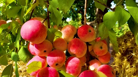 Close-up of juicy apples on a tree Stock Footage 160290996