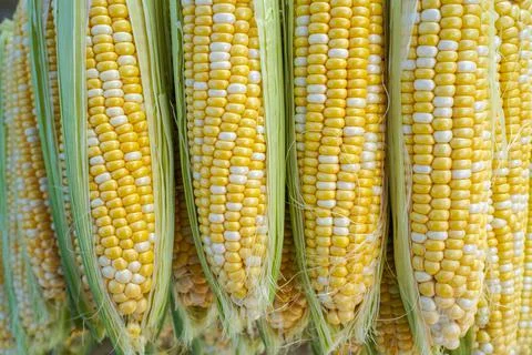 Close up of juicy corn Stock Photos