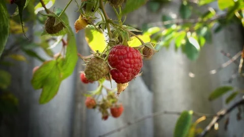 Close-up of a juicy, ripe, red raspberry that hangs on a branch on a Sunny day.  스톡 동영상 109333450