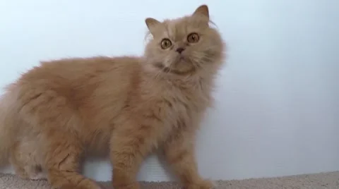 Close up jumping persian cat Stock Footage 44562992