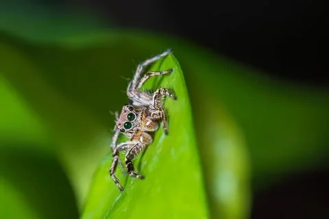 Close-up of jumping spider on green leaf in nature Stock Photos