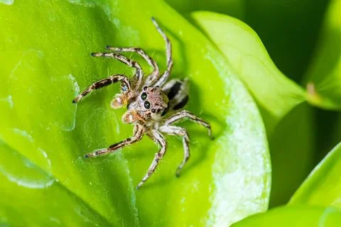 Close-up of jumping spider on green leaf in nature Stock Photos
