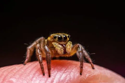 Close-up of jumping spider on human finger in dark background Stock Photos