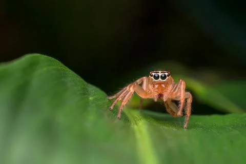 Close-up of a jumping spider, Indonesia Stock Photos