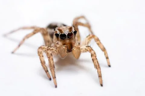 Close-up of jumping spider with large eyes on white background Stock Photos