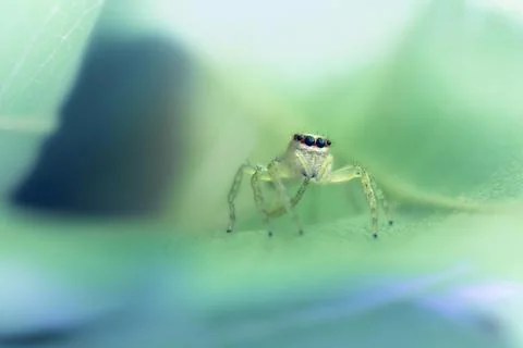 Close-up of a jumping spider on a leaf, Queensland, Australia Stock Photos