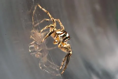 Close-up of a Jumping spider, pantropical jumping spider, Plexippus paykulli wit Stock Photos