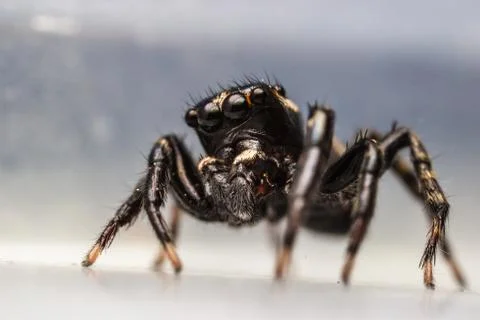 Close up of a jumping spider Stock Photos