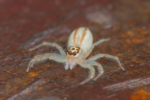 Close up Jumping Spider Stock Photos