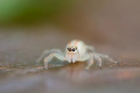 Close up Jumping Spider Stock Photos