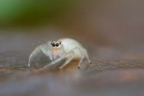 Close up Jumping Spider Stock Photos