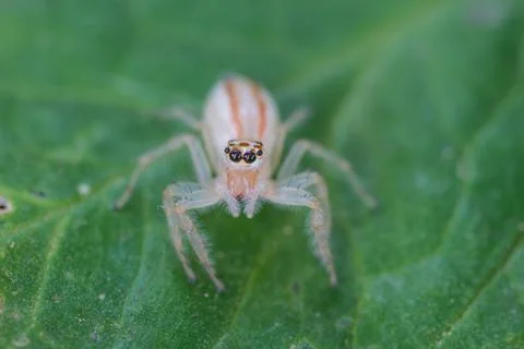 Close up Jumping Spider Stock Photos