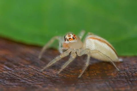 Close up Jumping Spider Stock Photos