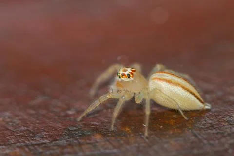 Close up Jumping Spider Stock Photos