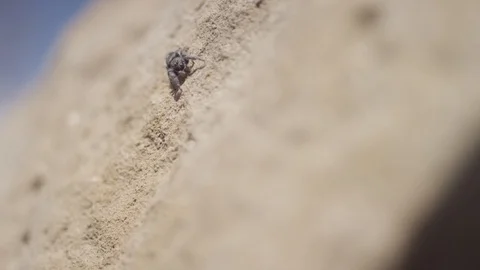 A close up of a jumping spider on a rock Stock-Footage 128914939