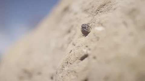 A close up of a jumping spider on a rock Stock-Footage 128915087