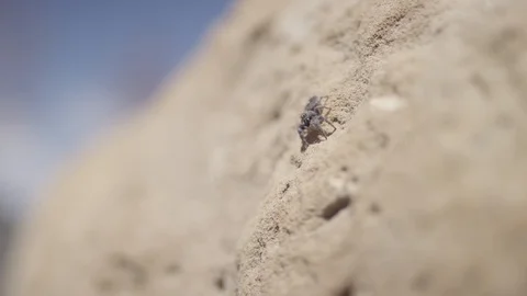 A close up of a jumping spider on a rock Stock-Footage 128915277