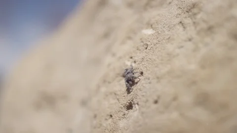 A close up of a jumping spider on a rock Stock-Footage 128915375