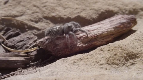 A close up of a jumping spider on a rock Stock-Footage 128915445