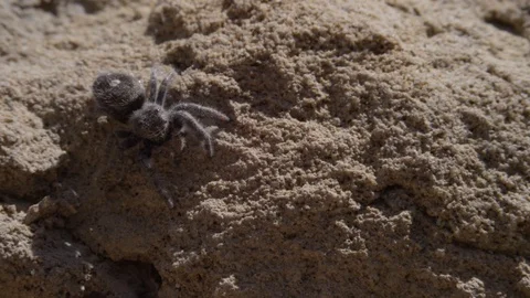 A close up of a jumping spider on a rock Stock-Footage 128915808