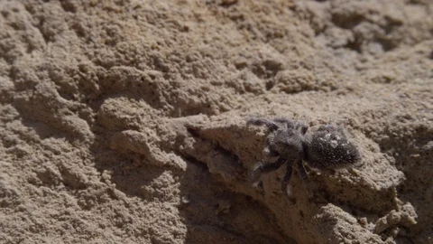 A close up of a jumping spider on a rock Stock Footage 128915861