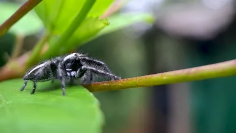 Close-Up of a Jumping Spider on a Vibrant Green Leaf Stock Footage 317516622