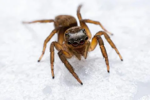 Close-up of a jumping spider on white surface Stock Photos