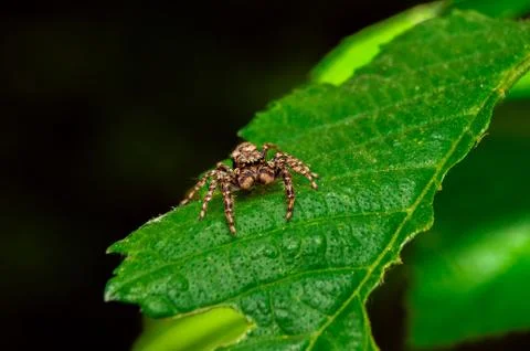 Close up of the Jumping Spiders on green leaf in the morning. Stock Photos