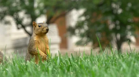 Close-up of jumping squirrel Stock Footage 54901452
