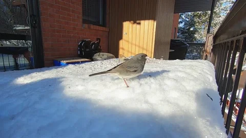 Close-up of a junco and sparrows on a snow bank on a sunny winter day. Stock Footage 170409801