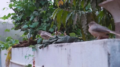 Close-up of a Jungle Babbler perched on a white garden wall Stock Footage 329369868
