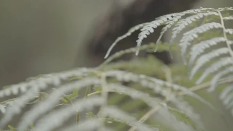 Close up of jungle fern focus pull to surrounding trees UNGRADED LOG 4k Stock Footage 101764182