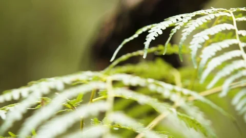 Close up of jungle fern focus pull to surrounding trees Stock Footage 102808036