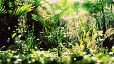 Close up jungle grass and plants Ilustração Stock