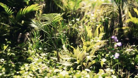 Close up jungle grass and plants Ilustração Stock