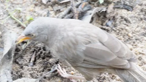 Close-up of a jungle myna on the ground Stock Footage 314514155