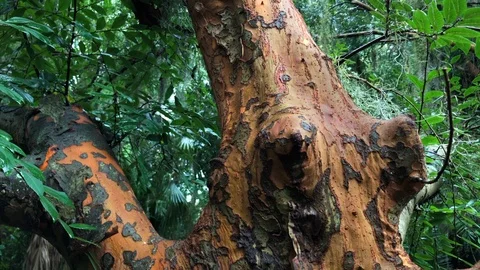 Close up of jungle tree trunk Vídeos de archivo 94817252