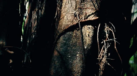 Close Up of Jungle Vegetation Vídeos de archivo 61364418