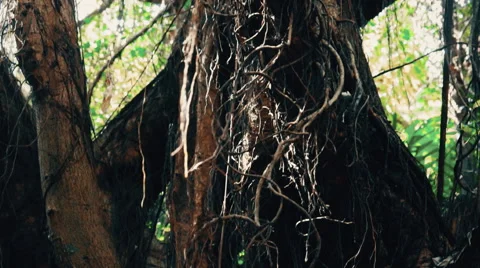 Close Up of Jungle Vegetation. Stock Footage 61440324