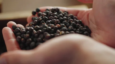 Close up of juniper berries being handled in a gin distillery Stock Footage 150800461