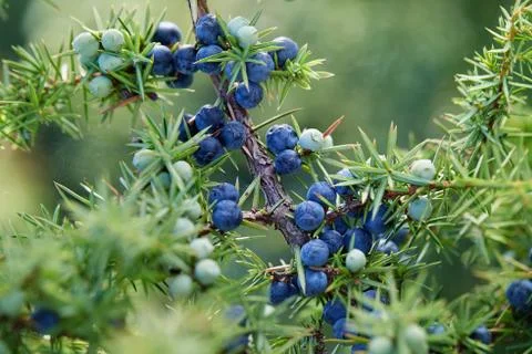 Close-Up Of Juniper Berries Growing On Tree Stock Photos