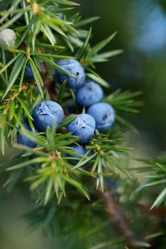 Close-Up Of Juniper Berries Growing On Tree Stock Photos