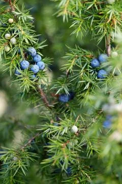 Close-Up Of Juniper Berries Growing On Tree Stock Photos