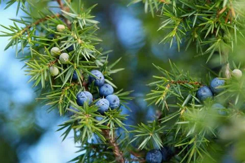 Close-Up Of Juniper Berries Growing On Tree Stock Photos