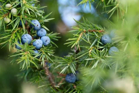 Close-Up Of Juniper Berries Growing On Tree Stock Photos